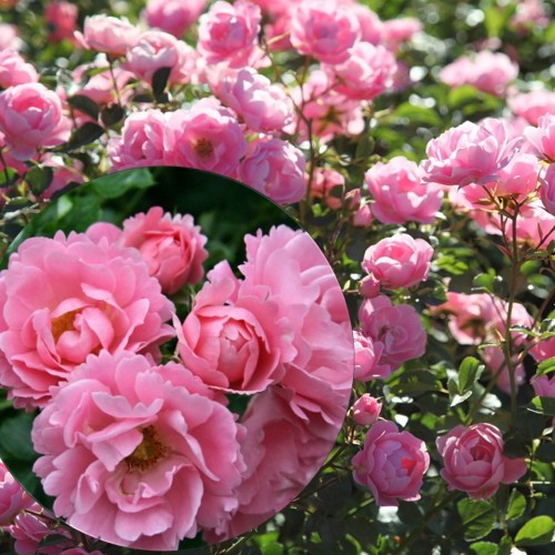 Rosa 'Sommerwind' - Roos 'Sommerwind'